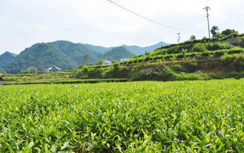 高值化農產品 問策湖湘，科技賦能深度貧困村產業(yè)扶貧新路徑